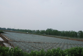 黃鱔苗種繁育基地
